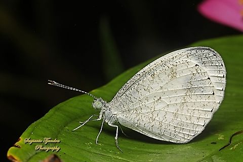 The psyche butterfly, Leptosia nina chlorographa, family Pieridae  Geotagged,Indonesia,Leptosia nina,Psyche,Winter