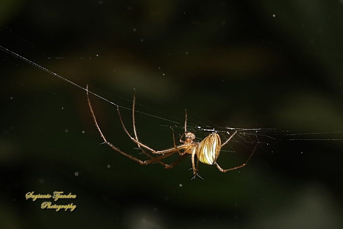 Big-Jawed / Striated tylorida spider, Tylorida striata, family Tetragnathidae  Geotagged,Indonesia,Tylorida striata,Winter