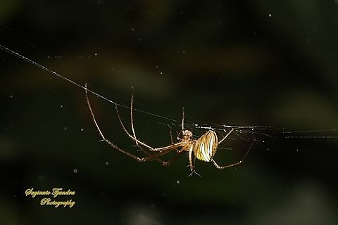 Big-Jawed / Striated tylorida spider, Tylorida striata, family Tetragnathidae  Geotagged,Indonesia,Tylorida striata,Winter