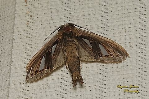 Moth, Tarsolepis sommeri, family Notodontidae  Geotagged,Indonesia,Tarsolepis sommeri,Winter