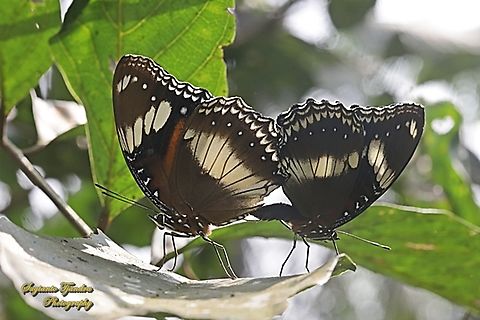 Great eggfly butterfly, Hypolimnas bolina bolina - mating  Geotagged,Hypolimnas bolina,Indonesia,Varied Eggfly,Winter