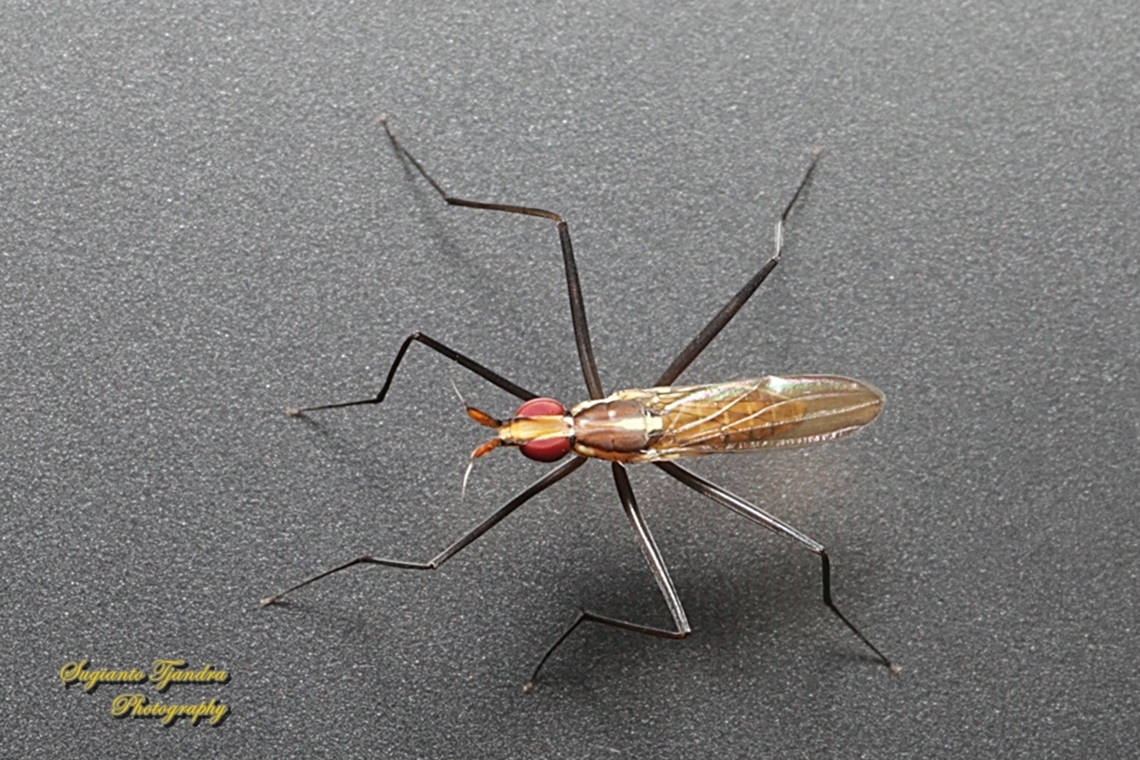 Banana Stalk flies, Telostylinus lineolatus, family Neriidae  Geotagged,Indonesia,Telostylinus lineolatus,Winter