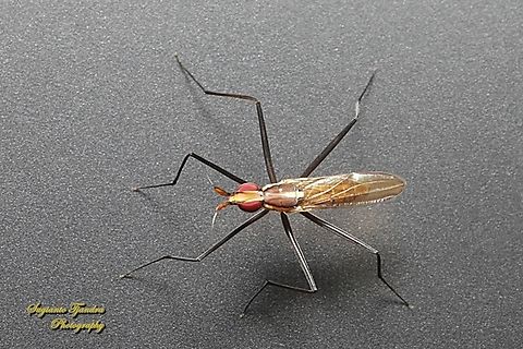 Banana Stalk flies, Telostylinus lineolatus, family Neriidae  Geotagged,Indonesia,Telostylinus lineolatus,Winter