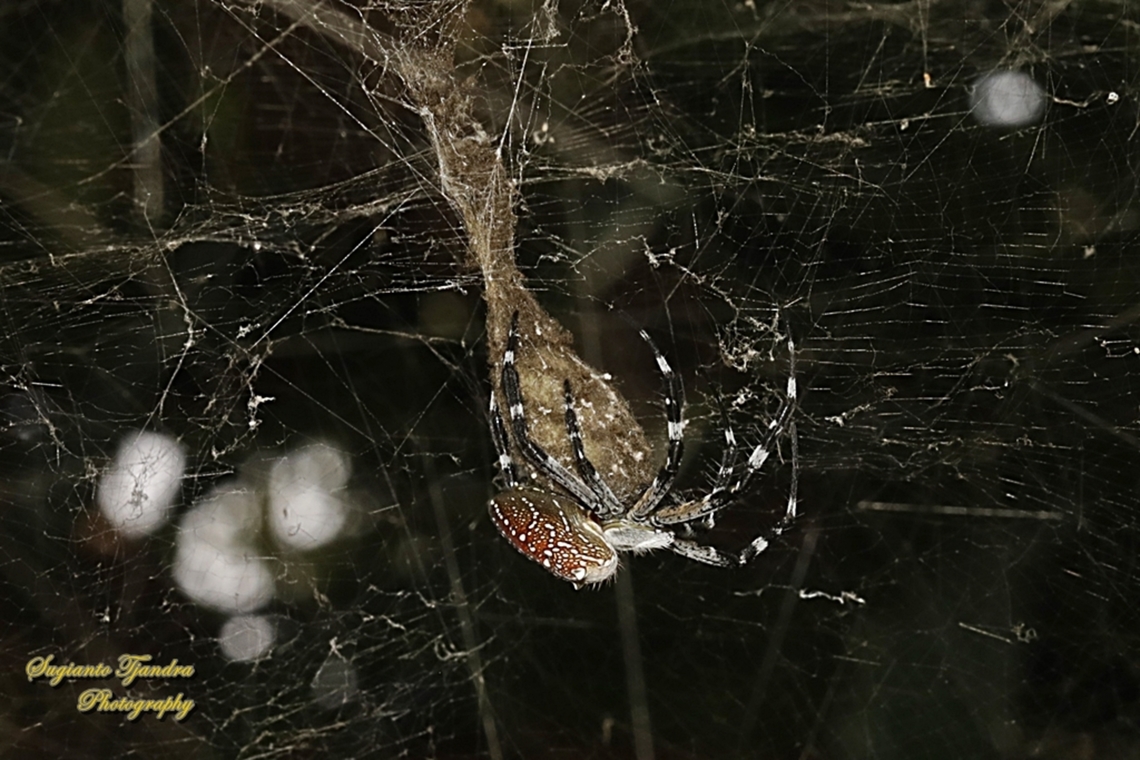 The Dome Tent-web spider (Cyrtophora moluccensis)  Cyrtophora moluccensis,Dome Tent Spider,Geotagged,Indonesia,Winter