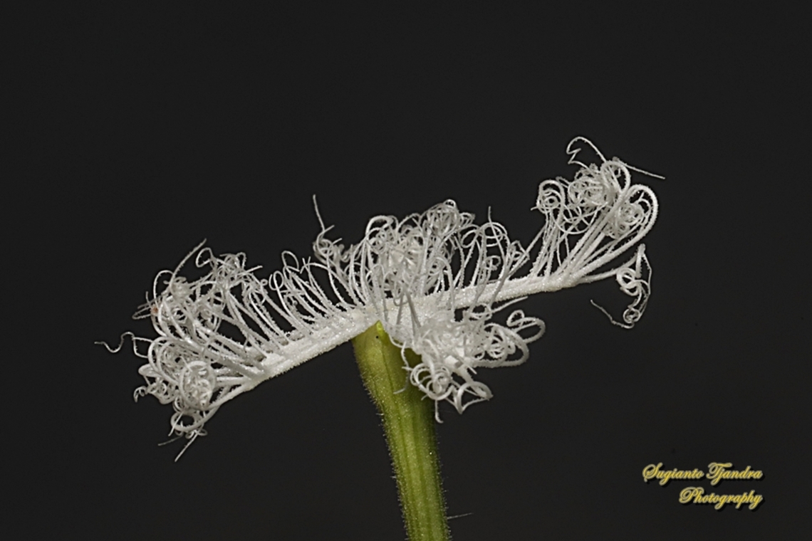 Snake gourd, Trichosanthes anguina, family Cucurbitaceae  Geotagged,Indonesia,Snake gourd,Trichosanthes cucumerina,Winter