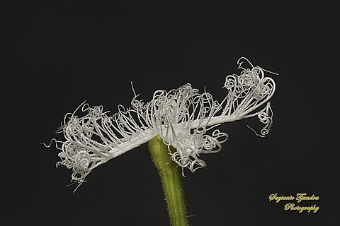 Snake gourd, Trichosanthes anguina, family Cucurbitaceae  Geotagged,Indonesia,Snake gourd,Trichosanthes cucumerina,Winter