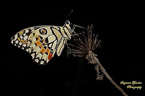 Common Lime butterfly (Papilio demoleus)  Geotagged,Indonesia,Lime Swallowtail,Papilio demoleus,Winter