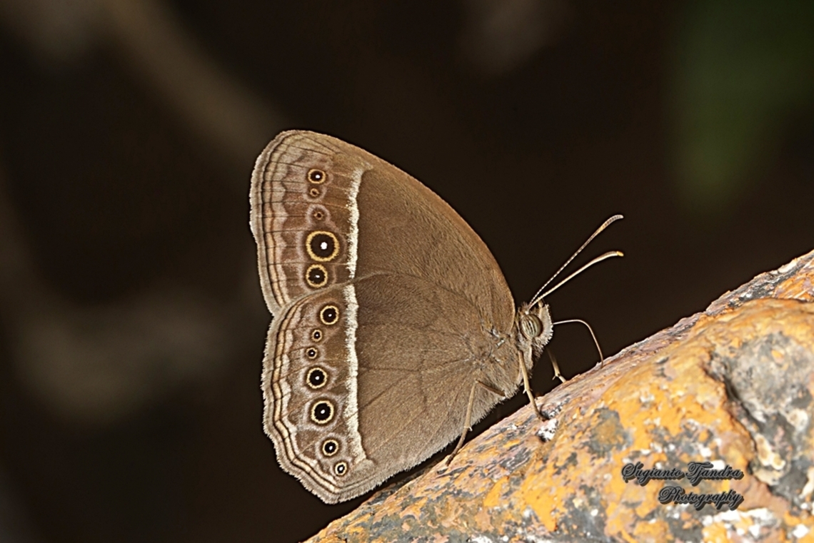 Dark-branded Bushbrown Butterfly (Mycalesis mineus)  Dark-branded bushbrown,Geotagged,Indonesia,Mycalesis mineus,Winter