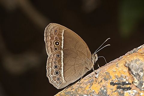 Dark-branded Bushbrown Butterfly (Mycalesis mineus)  Dark-branded bushbrown,Geotagged,Indonesia,Mycalesis mineus,Winter