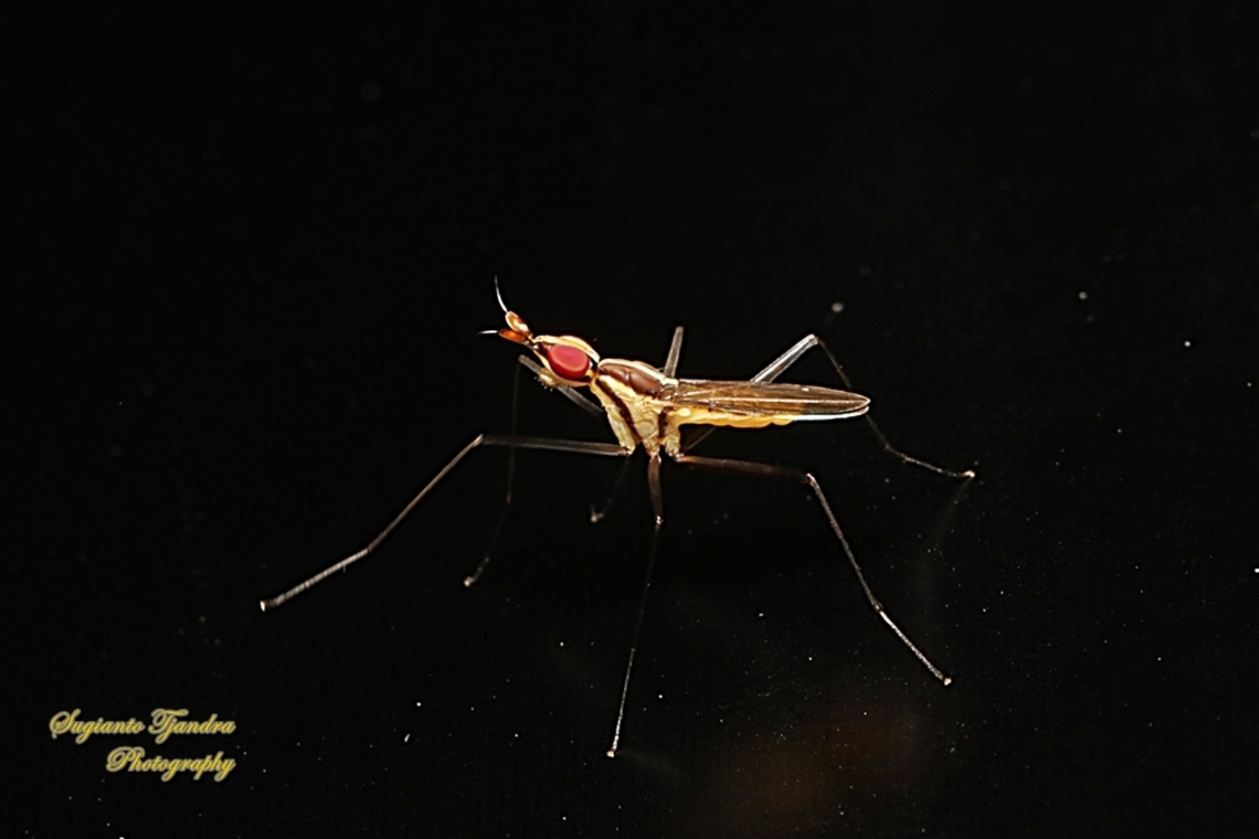 Banana Stalk flies, Telostylinus lineolatus, family Neriidae  Geotagged,Indonesia,Telostylinus lineolatus,Winter