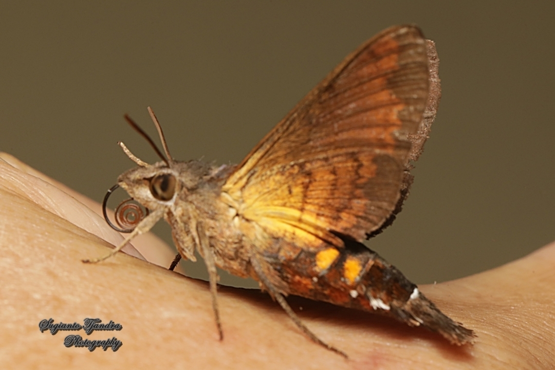 Hawk moth, Macroglossum corythus, family Sphingidae  Geotagged,Indonesia,Macroglossum corythus,Winter