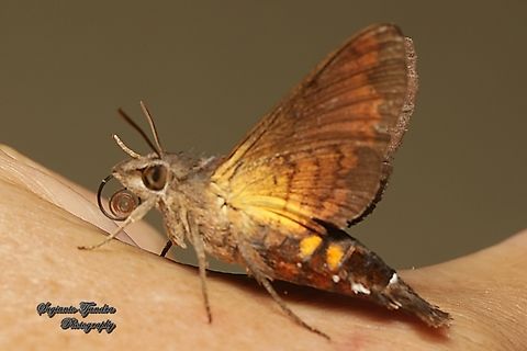 Hawk moth, Macroglossum corythus, family Sphingidae  Geotagged,Indonesia,Macroglossum corythus,Winter