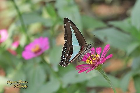 Common Bluebottle , Graphium sarpedon ssp luctatius "sucking nectar on the Zinnia flower"  Common Bluebottle,Geotagged,Graphium sarpedon,Indonesia,Winter