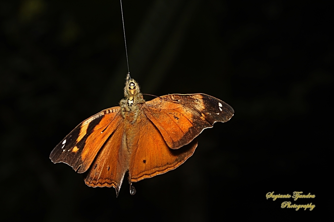 With a beautiful jump, a flying Autumn Leaf butterfly (Doleschallia bisaltide) was caught by a jumping spider, Hyllus Diardi-female  Autumn leaf,Doleschallia bisaltide,Geotagged,Indonesia,Winter