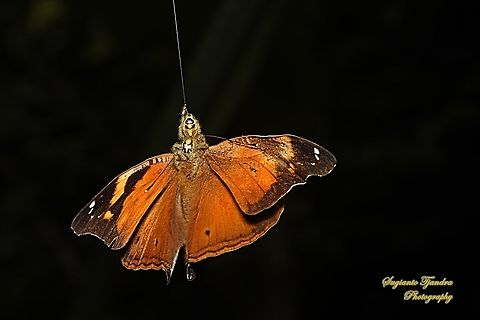 With a beautiful jump, a flying Autumn Leaf butterfly (Doleschallia bisaltide) was caught by a jumping spider, Hyllus Diardi-female  Autumn leaf,Doleschallia bisaltide,Geotagged,Indonesia,Winter