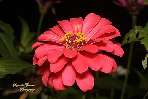Zinnia flower, Zinnia elegans_Pink  Elegant Zinnia,Geotagged,Indonesia,Winter,Zinnia elegans