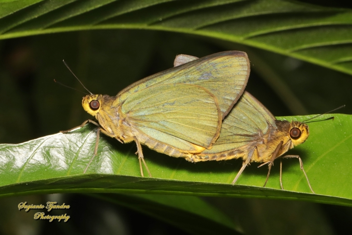 Skipper butterfly, Plain Green Palmer, Pirdana distanti distanti - mating  Agava skipper,Geotagged,Indonesia,Pirdana distanti,Winter