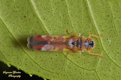 Sharpshooter Leafhopper, Bhandara semiclara  Bhandara semiclara,Geotagged,Indonesia,Winter