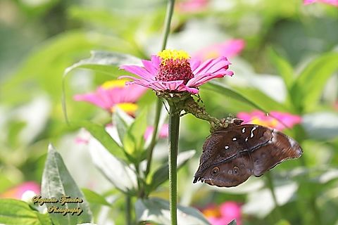 An autumn Leaf butterfly (Doleschallia bisaltide) was preyed by Flower Mantis (Creobroter Sp) under Zinnia flower  Autumn leaf,Doleschallia bisaltide,Geotagged,Indonesia,Winter