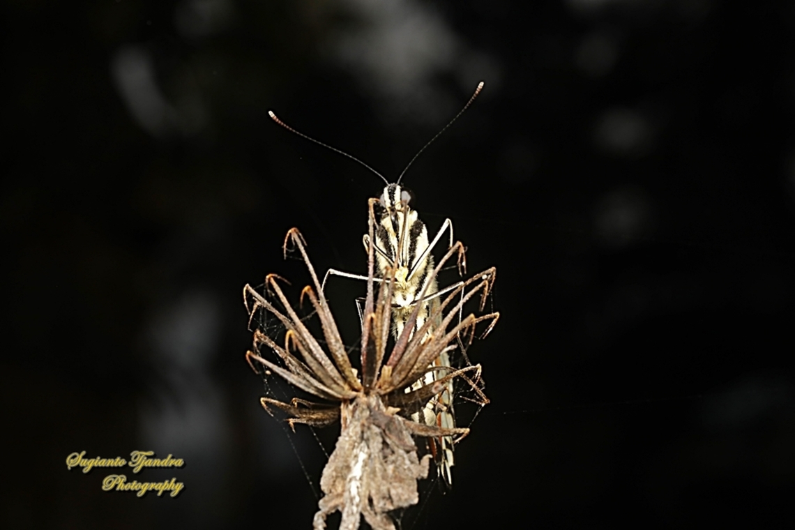 Common Lime butterfly (Papilio demoleus)  Geotagged,Indonesia,Lime Swallowtail,Papilio demoleus,Winter