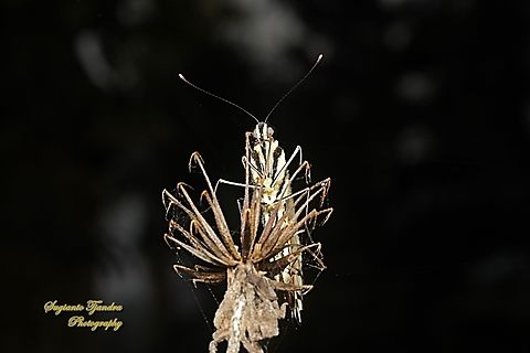 Common Lime butterfly (Papilio demoleus)  Geotagged,Indonesia,Lime Swallowtail,Papilio demoleus,Winter
