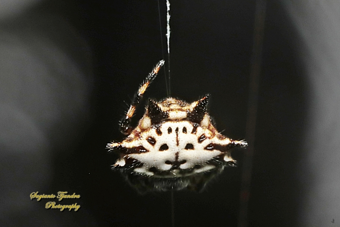 Black-and-white Spiny Spider, Gasteracantha kuhli  Gasteracantha kuhli,Geotagged,Indonesia,Winter