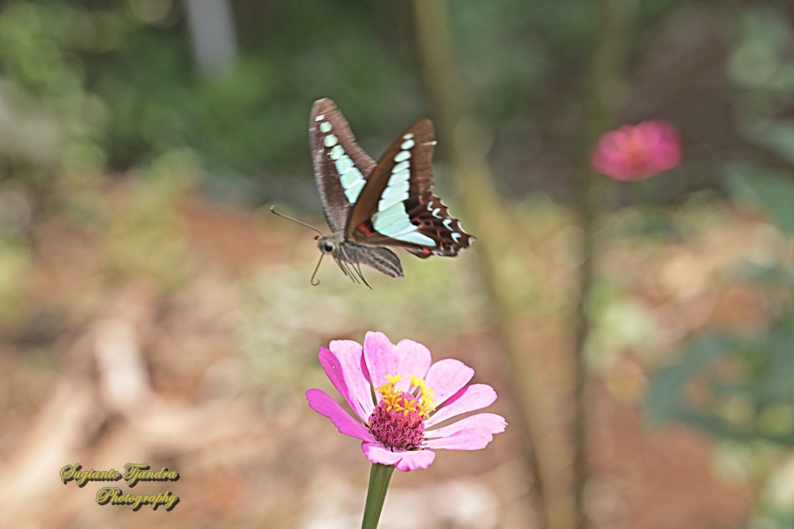 Common Bluebottle , Graphium sarpedon ssp luctatius "flying over  the Zinnia flower"  Common Bluebottle,Geotagged,Graphium sarpedon,Indonesia,Winter