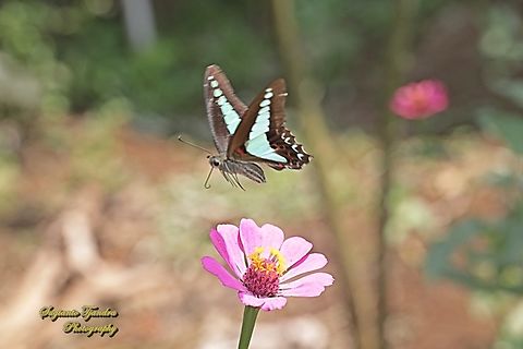 Common Bluebottle , Graphium sarpedon ssp luctatius "flying over  the Zinnia flower"  Common Bluebottle,Geotagged,Graphium sarpedon,Indonesia,Winter