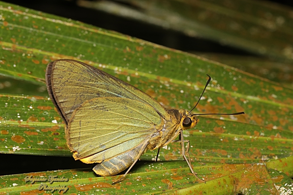 Skipper butterfly, Plain Green Palmer, Pirdana distanti distanti  Agava skipper,Geotagged,Indonesia,Pirdana distanti,Winter