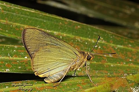 Skipper butterfly, Plain Green Palmer, Pirdana distanti distanti  Agava skipper,Geotagged,Indonesia,Pirdana distanti,Winter