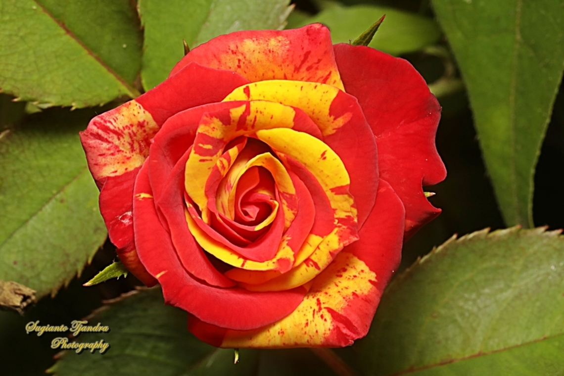 Bicolor rose flower, Rosaceae  Geotagged,Indonesia,Winter