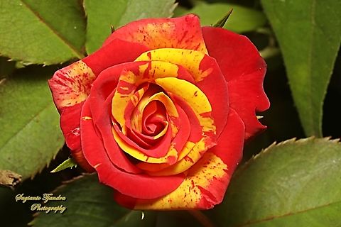 Bicolor rose flower, Rosaceae  Geotagged,Indonesia,Winter