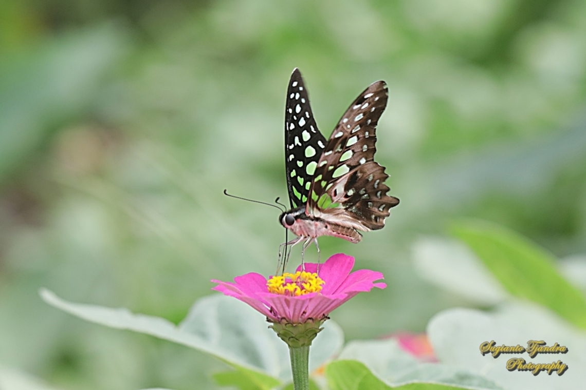 Tailed Jay Butterfly, Graphium agamemnon "sucking nectar on the Zinnia flower"  Geotagged,Graphium agamemnon,Indonesia,Tailed Jay,Winter