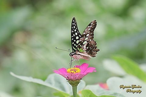 Tailed Jay Butterfly, Graphium agamemnon "sucking nectar on the Zinnia flower"  Geotagged,Graphium agamemnon,Indonesia,Tailed Jay,Winter