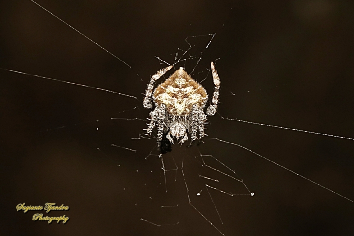 Orb-weaver Spider, Eriovixia laglaizei  Eriovixia laglaizei,Geotagged,Indonesia,Winter