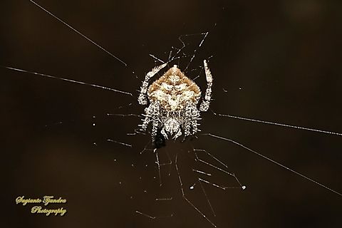 Orb-weaver Spider, Eriovixia laglaizei  Eriovixia laglaizei,Geotagged,Indonesia,Winter