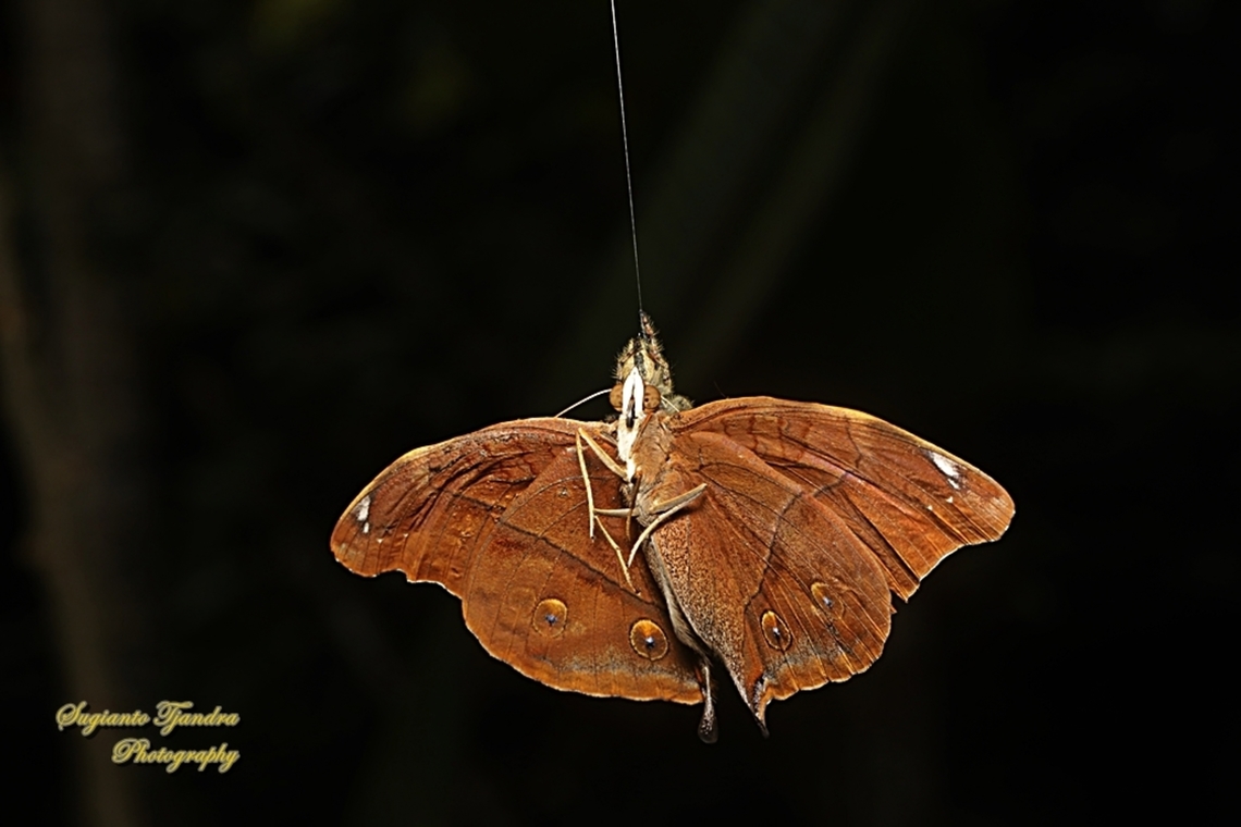 An autumn Leaf butterfly (Doleschallia bisaltide) was preyed by Jumping Spider  Autumn leaf,Doleschallia bisaltide,Geotagged,Indonesia,Winter