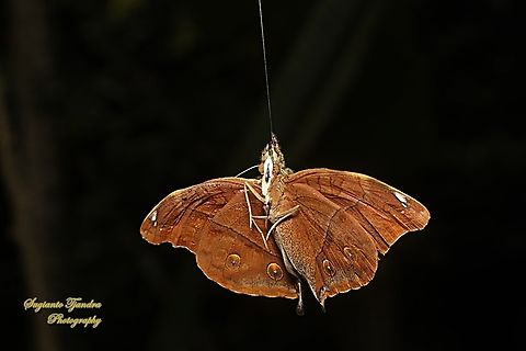 An autumn Leaf butterfly (Doleschallia bisaltide) was preyed by Jumping Spider  Autumn leaf,Doleschallia bisaltide,Geotagged,Indonesia,Winter