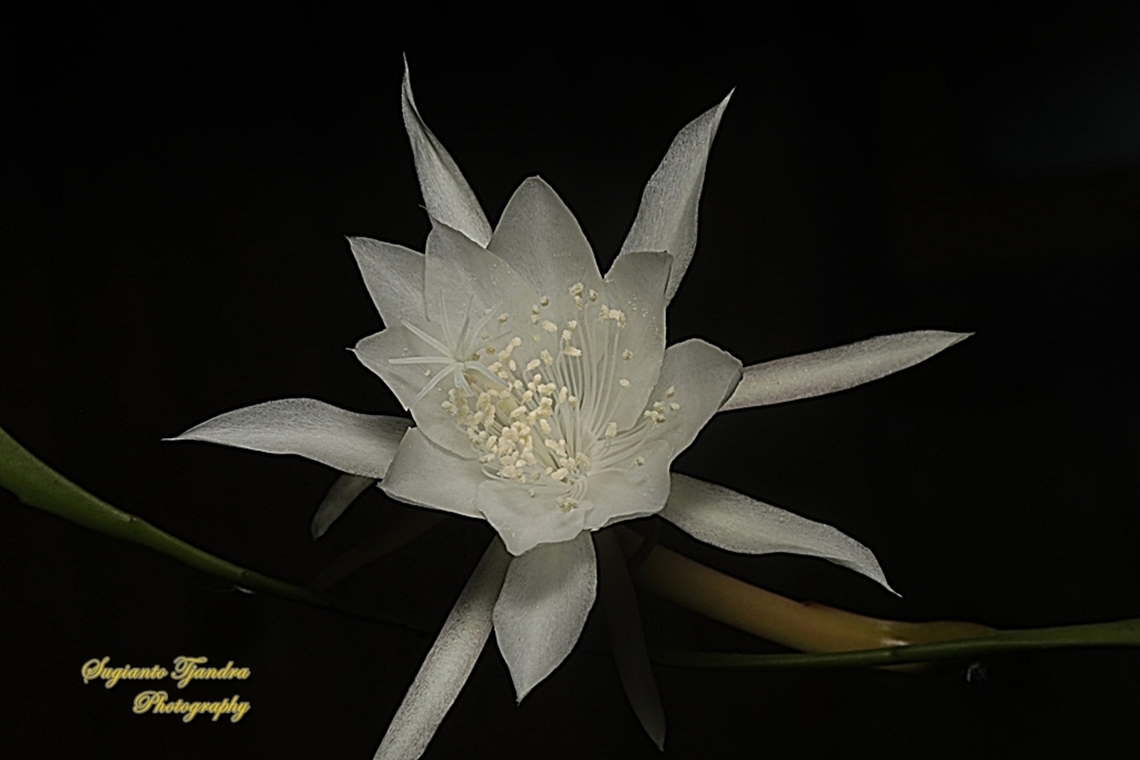 Wijaya Kusuma flower (Queen of the night), Epiphyllum oxypetalum  Dutchman's pipe cactus,Epiphyllum oxypetalum,Geotagged,Indonesia,Winter