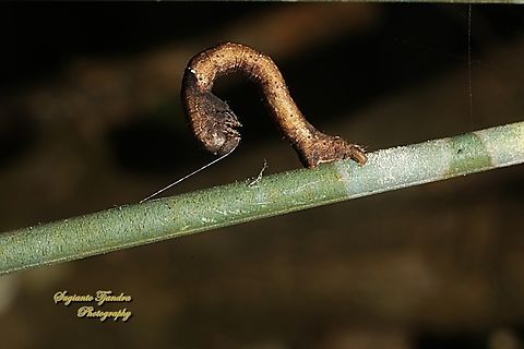 Caterpillar of the Black Looper moth, Hyposidra talaca, family Geometridae  Black Looper,Geotagged,Hyposidra talaca,Indonesia,Winter