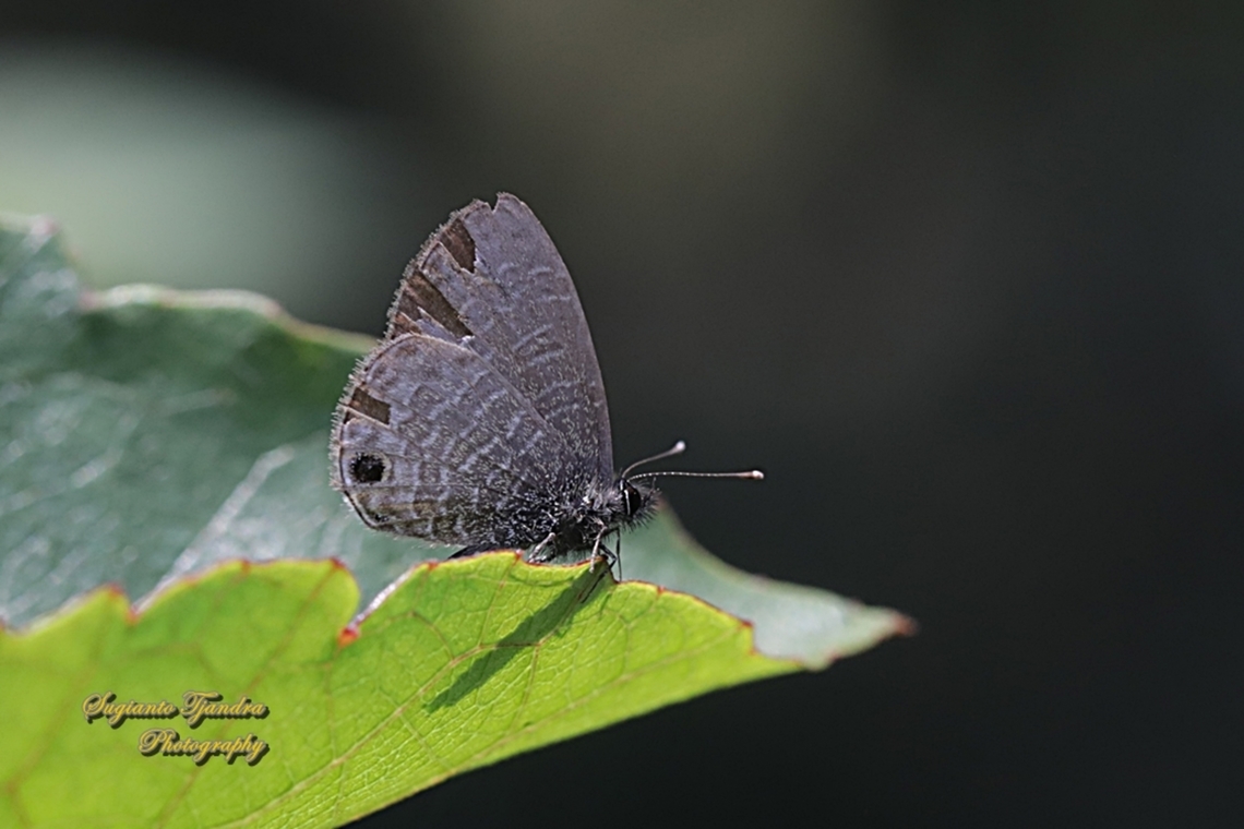 Tailless lineblue butterfly, Prosotas dubiosa subardates, family Lycaenidae  Geotagged,Indonesia,Prosotas dubiosa,Tailless lineblue,Winter