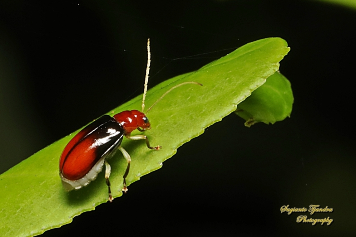Leaf beetle, Aulacophora Sp., family Chrysomelidae  Geotagged,Indonesia,Winter