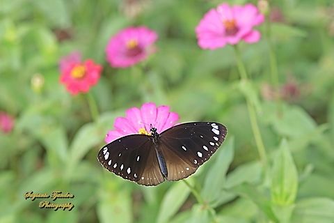 Blue Branded King Crow, Euploea leucostictos leucostictos- female  Euploea leucostictos,Geotagged,Indonesia,Winter