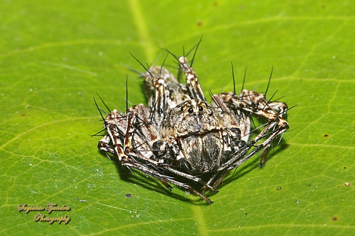 Asian Lynx Spider, Hamadruas signifera, family Oxyopidae - Male  Geotagged,Hamadruas signifera,Indonesia,Winter