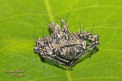 Asian Lynx Spider, Hamadruas signifera, family Oxyopidae - Male  Geotagged,Hamadruas signifera,Indonesia,Winter