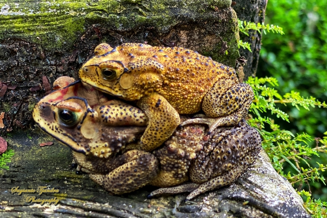 Asian Common Toad, Duttaphrynus melanostictus  Asian Common Toad,Duttaphrynus melanostictus,Geotagged,Indonesia,Winter