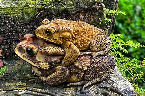 Asian Common Toad, Duttaphrynus melanostictus  Asian Common Toad,Duttaphrynus melanostictus,Geotagged,Indonesia,Winter