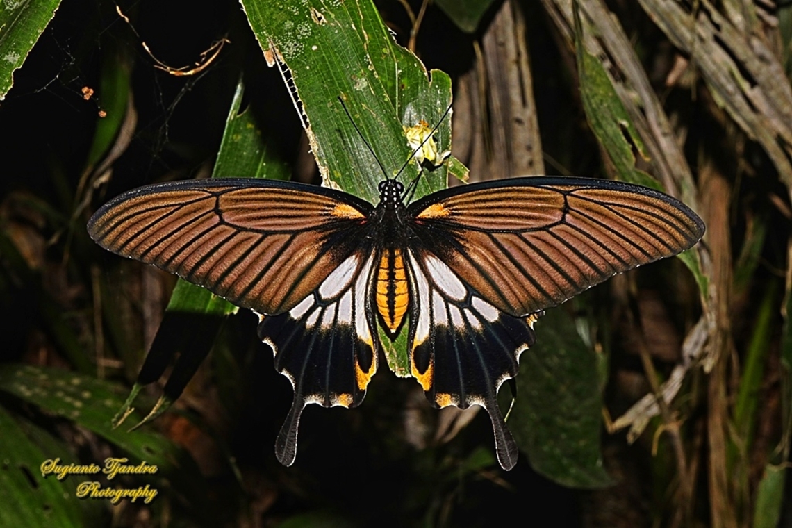 Great Mormon Swallowtail Butterfly, Papilio memnon form-achates, (Papilionidae) - female  Geotagged,Great Mormon,Indonesia,Papilio memnon,Winter