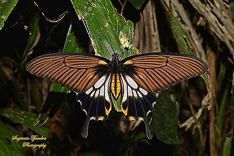 Great Mormon Swallowtail Butterfly, Papilio memnon form-achates, (Papilionidae) - female  Geotagged,Great Mormon,Indonesia,Papilio memnon,Winter