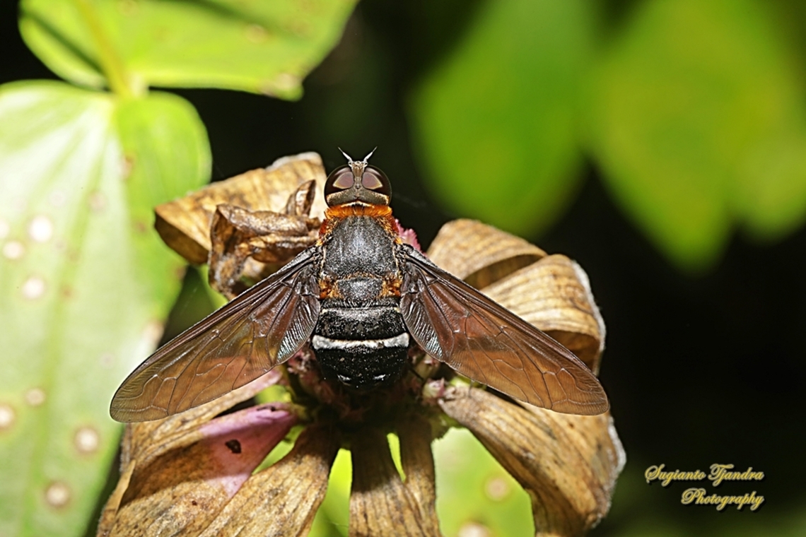 Ligyra bee fly (Ligyra tantalus), Bombyliidae  Geotagged,Indonesia,Ligyra tantalus,Winter